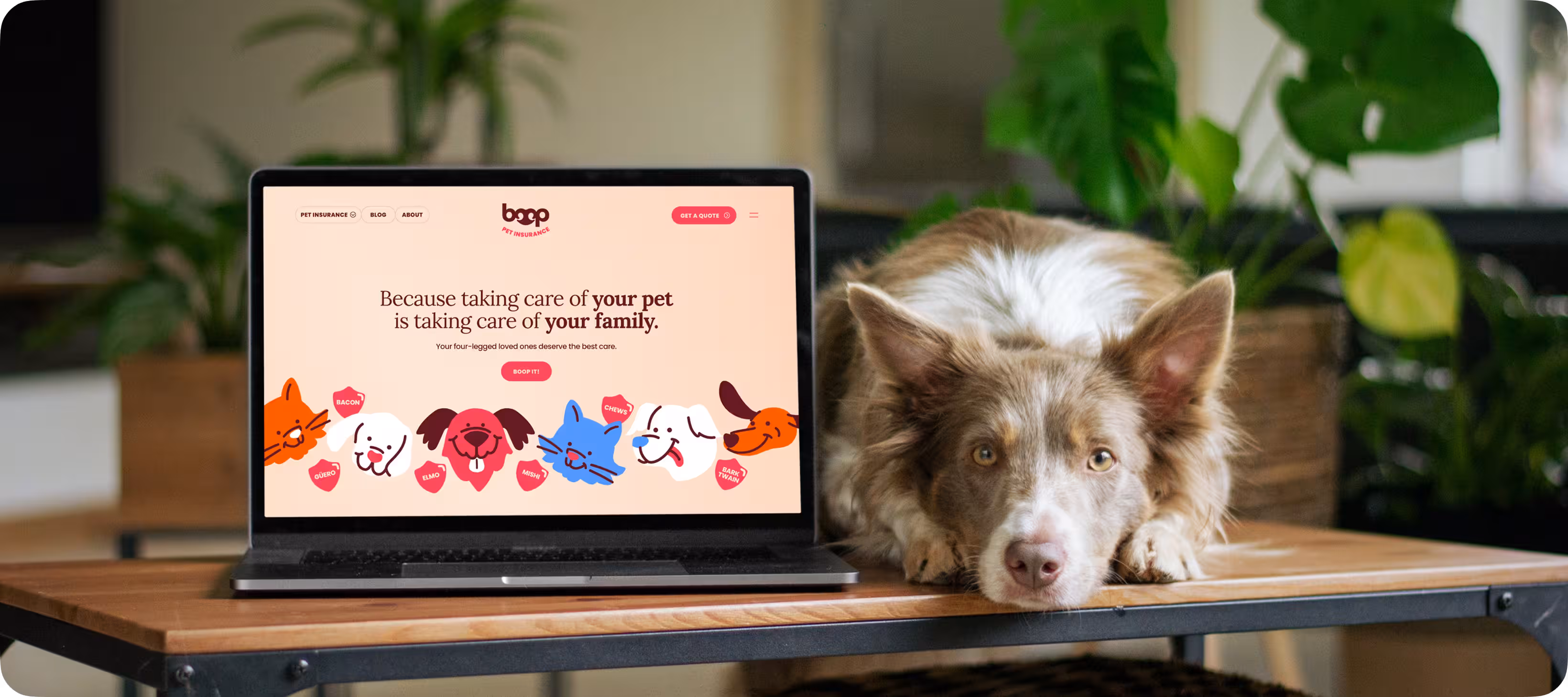 UX/UI